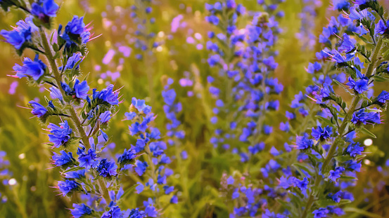 Close-up of beautiful blue flowers in a meadow. Blue wildflowers in green grass on a sunny day. Summer meadow with bright blue flowers