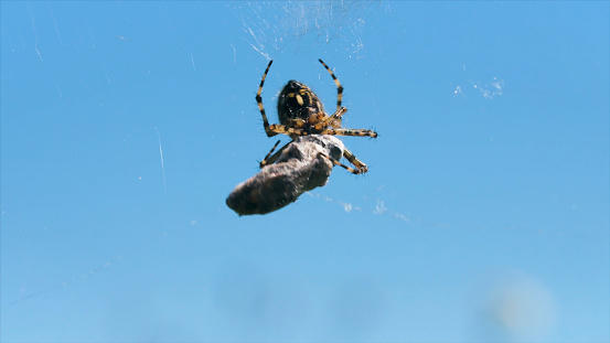 Spider with victim on web. Creative. Close-up of wild spider wrapping web around victim. Spider cooks food on web on blue sky background.