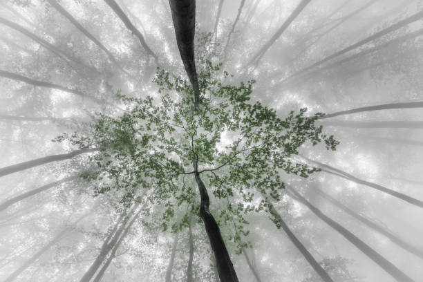 istock Foggy view of the crowns trees 1811890985