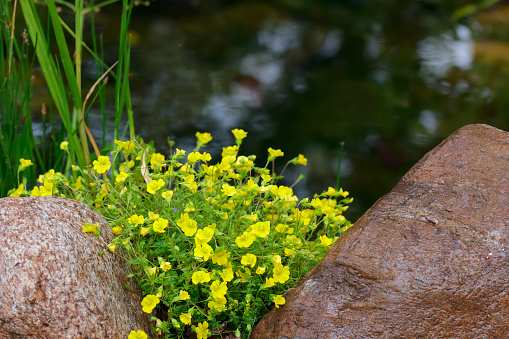 Bunch of Yellow garden freckles or Mecardonia is growing between rocks near the little garden pond.