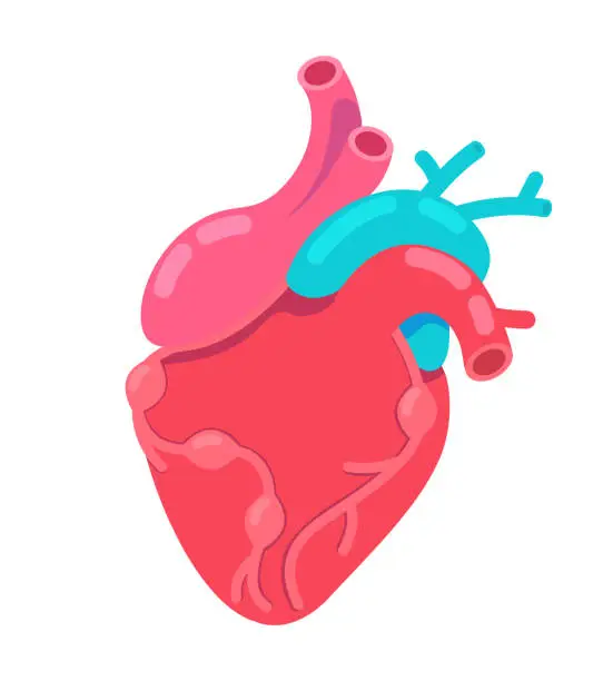Vector illustration of Heartbeat anatomical 2D cartoon object
