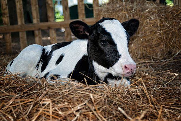 Calf laying in straw at a Pennsylvania Dairy farm. Farm photo of a Calf laying in straw at a Pennsylvania dairy farm with a fence in the background. This color photography has a Black and white cows with pink nose commonly known as a Holstein. Famous for their delicious milk, ice cream, and other dairy products that can be made from their milk. cattle pen stock pictures, royalty-free photos & images