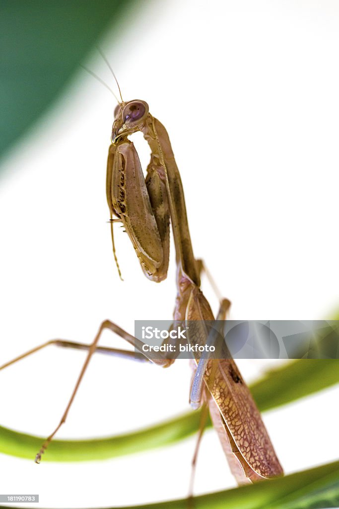 Grillo tenendo su una foglia verde isolato su bianco - Foto stock royalty-free di Cavalletta - Ortottero