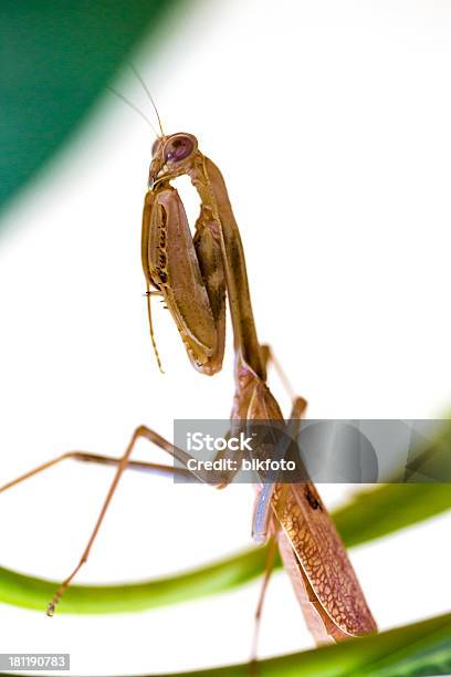 Foto de Críquete Segurando Uma Folha Verde Isolado No Branco e mais fotos de stock de Fotografia - Imagem