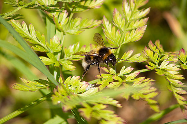 Bee on a flower stock photo