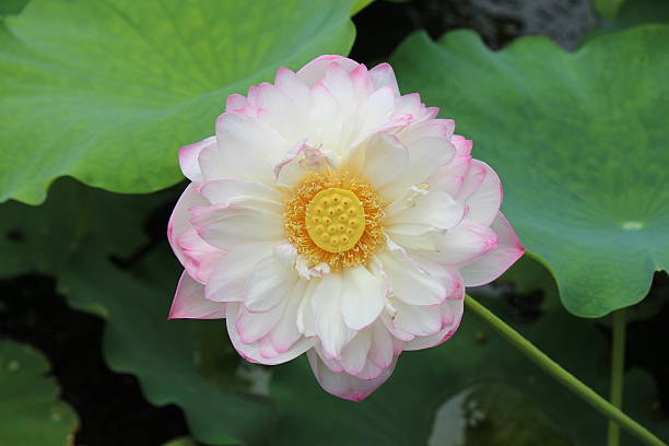 istock white and pink Lotus 181190880