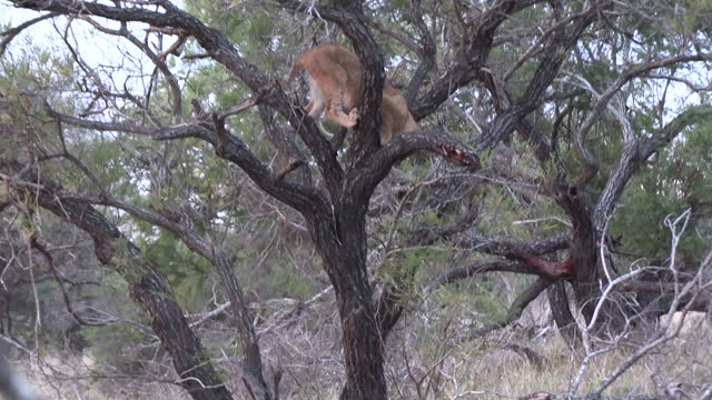 Lion cubs are playing in a tree, one dangles from a branch and falls down.