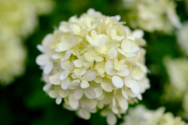 istock Colourful blossom in the sun, close-up. 1811913702