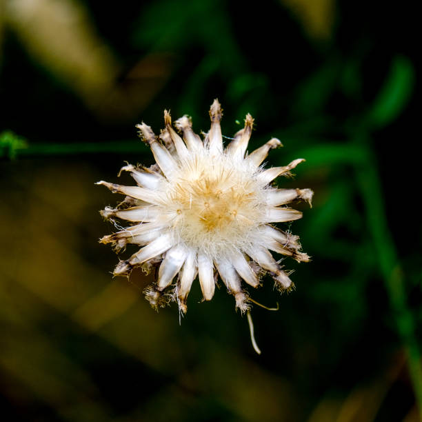 istock Colourful blossom in the sun, close-up. 1811915270