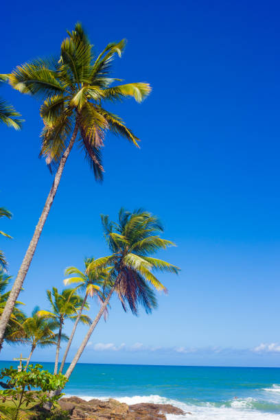 istock coconut trees and blue sea in the background 1811916851