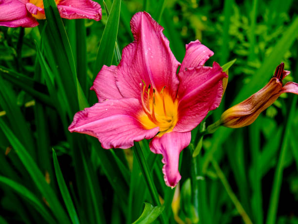 istock Colourful blossom in the sun, close-up. 1811917553