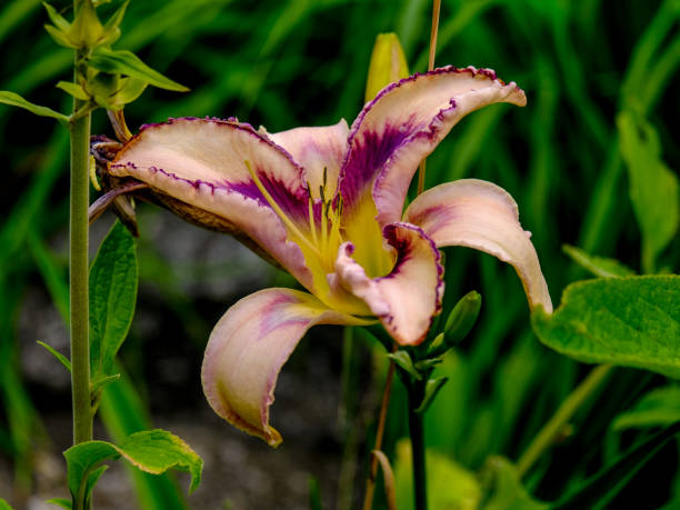 istock Colourful blossom in the sun, close-up. 1811917558