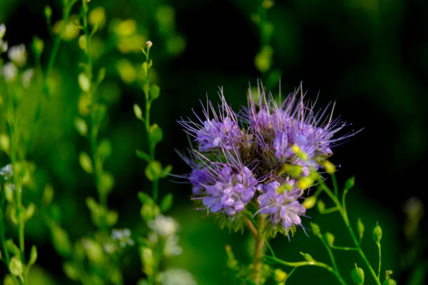 Close-up of a flower in bloom in summer. Colourful, bright and bee-friendly in the gardens and fields of Bavaria.