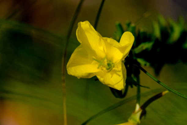 istock Colourful blossom in the sun, close-up. 1811932723
