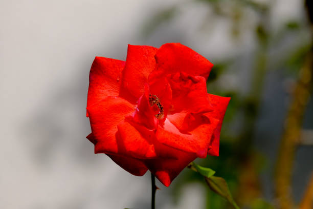 Close-up of a flower in bloom in summer. Colourful, bright and bee-friendly in the gardens and fields of Bavaria.