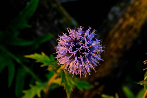 istock Colourful blossom in the sun, close-up. 1811932790
