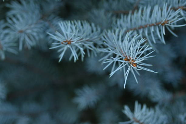 istock macro blue pine branch with cone close-up, green branches of a coniferous tree with cones 1811933585