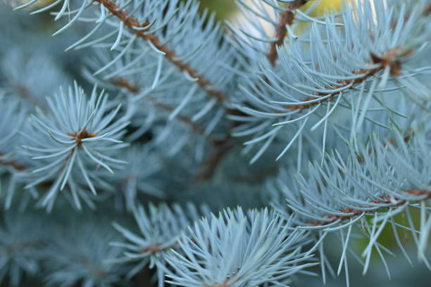 istock macro blue pine branch with cone close-up, green branches of a coniferous tree with cones 1811933601
