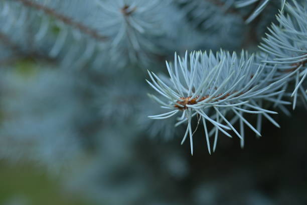 istock macro blue pine branch with cone close-up, green branches of a coniferous tree with cones 1811933602