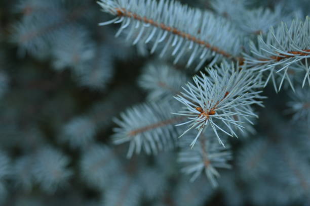 Blue spruce branches on green grass background. Close-up.
