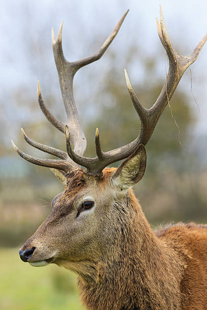 istock portrait of wild deer 181193664
