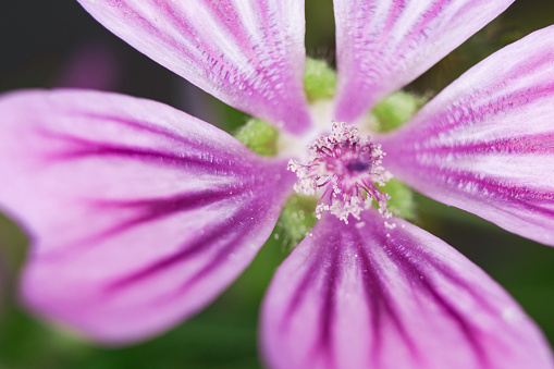 close up pink flower in the garden
