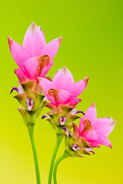 istock Siam tulip flowers on green background 181195582