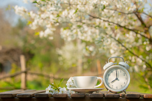 Cup of coffee and alarm clock in a garden next to blooming tree