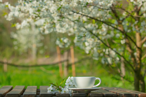 Cup on a table next to blooming tree in a spring garden