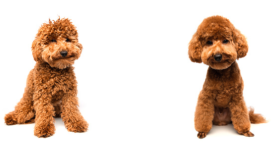 A small beautiful red poodle sits on a white background before and after grooming. Dog isolated on white background, web banner. Front view