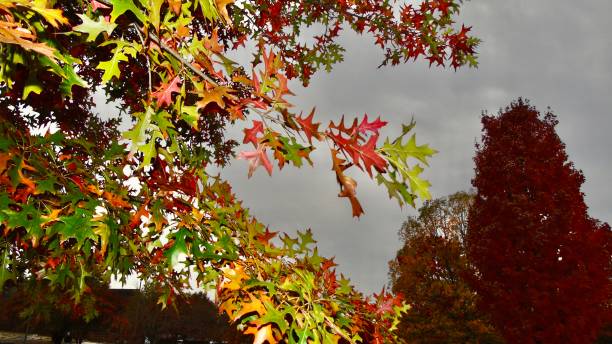 赤、黄、オレンジ、緑は、アメリカ南部の初秋にオナガの木が見せる典型的な紅葉です。 - autumn leaf flash ストックフォトと画像