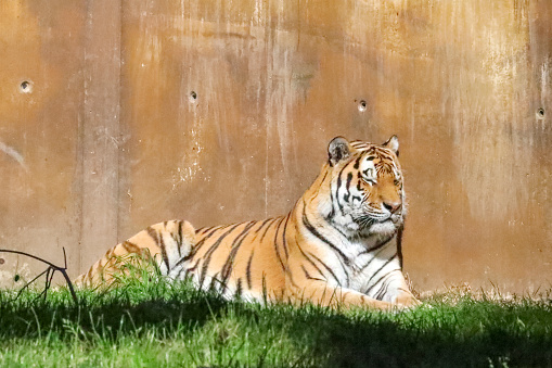 Amur or Siberian tiger in the Ouwehand Zoo in Rhenen the Netherlands