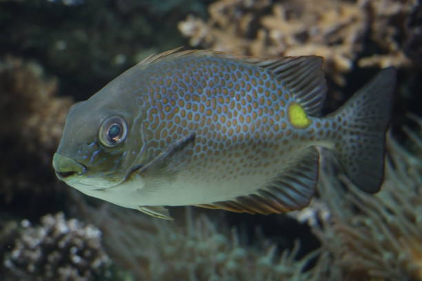istock coral fish swimming 1811976220