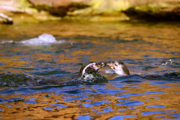 Two Gentoo Penguins, Pygoscelis papua, swimming out of South Atlantic Ocean towards the beach of Sandy Bay on Bleaker Island, Falkland Islands.