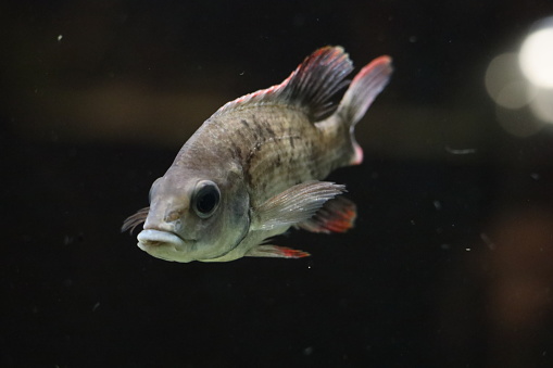 Toxotes jaculatrix (Banded Archerfish)