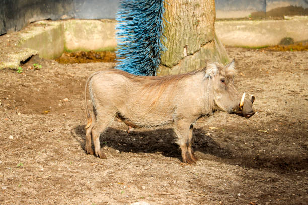 Warthog in the Oudehand Zoo in Rhenen in the Netherlands
