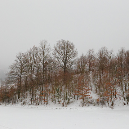 Winter landscape, with trees and hill covered by snow.