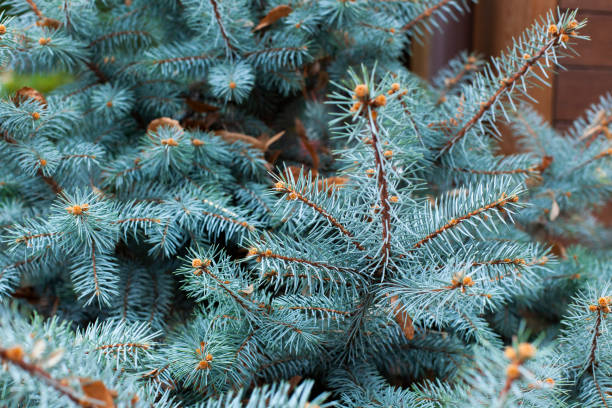 Branches of a blue spruce. Natural bacground. Close-up, selective focus.