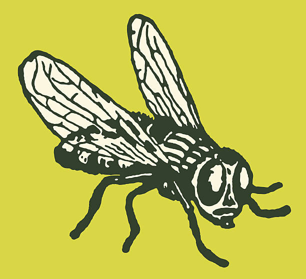 ilustraciones, imágenes clip art, dibujos animados e iconos de stock de fly (estacione y vuele) - mosca insecto ilustraciones