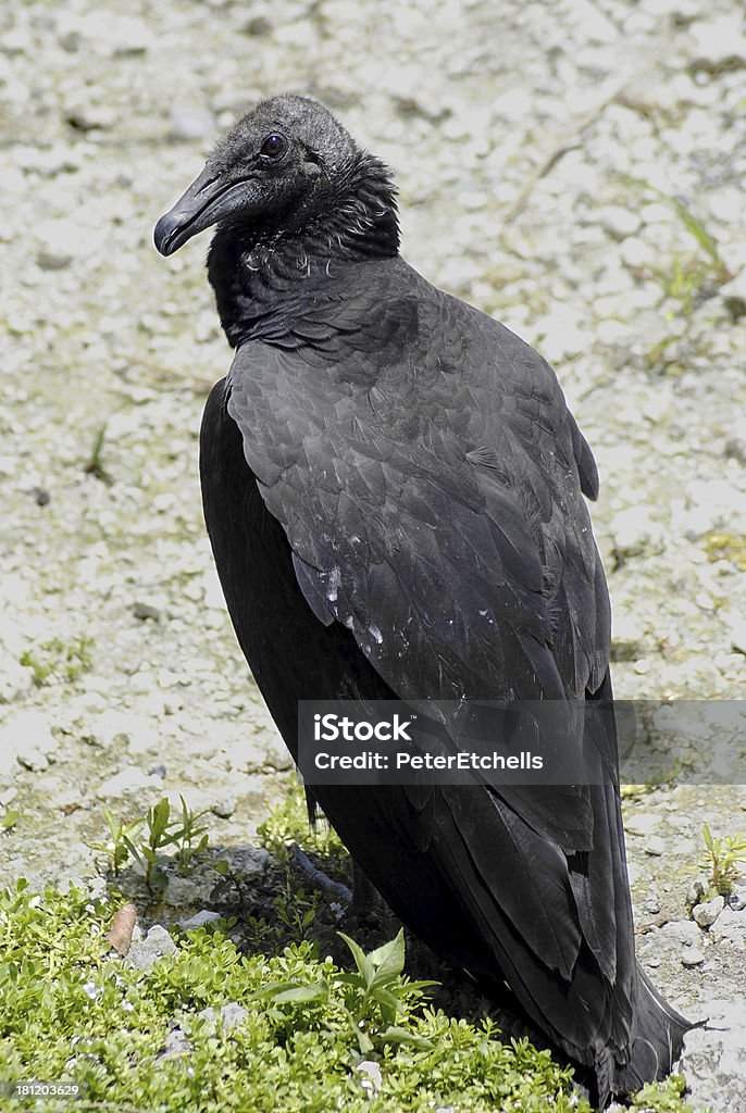 Urubu noir latine Coragyps atratus - Photo de Anhinga d'Amérique libre de droits