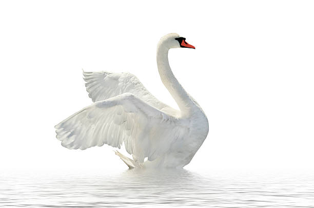 istock Side profile of a white swan on white waters and background 181203734