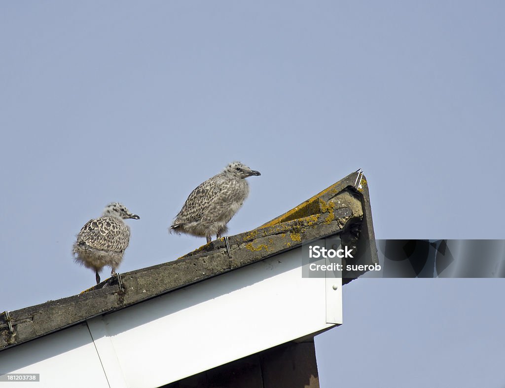 Gabbiano reale Chicks - Foto stock royalty-free di Animale