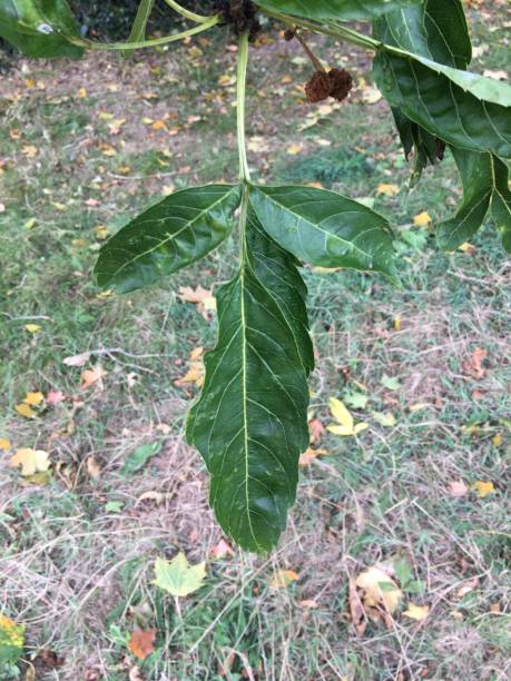 One-leaved ash - leaves stock photo