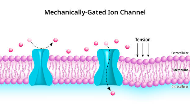 istock Mechanically Gated Ion Channels - Membrane Transport - Transmembrane Ion Channel Protein - Cell Biology 1812072328