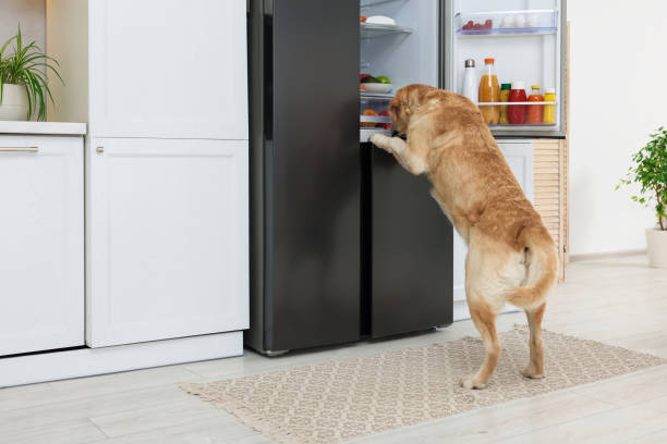 istock Cute Labrador Retriever stealing food from refrigerator in kitchen 1812076142