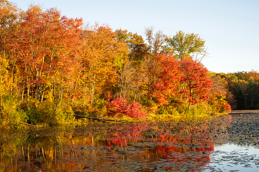 Autumn scenery at French Creek State Park, Pennsylvania, USA