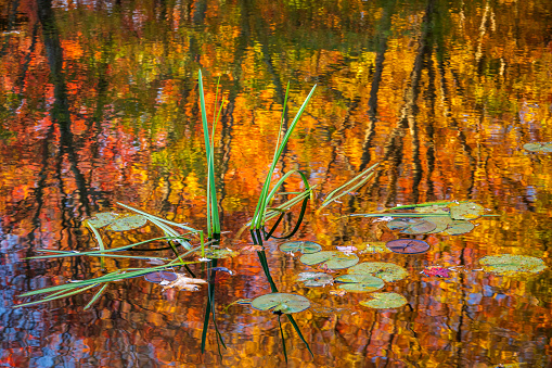 Autumn scenery at French Creek State Park, Pennsylvania, USA