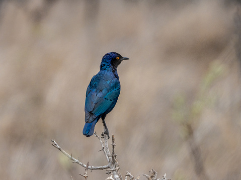 A beautiful Cape Starling is perched atop a scraggly bush.