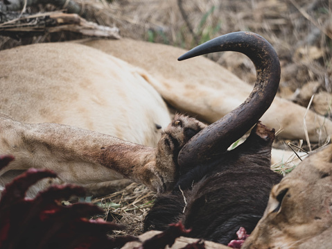 A sleeping Lion rests its paw against the horn of a recently killed Cape Buffalo.