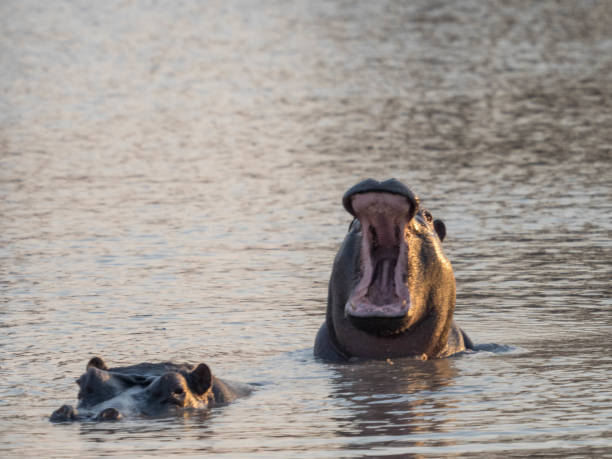 hippo gähnen - kruger national park hippopotamus animal mouth animal stock-fotos und bilder